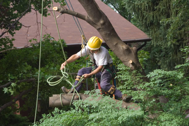 Lawn Pest Prevention in Millers Falls, MA